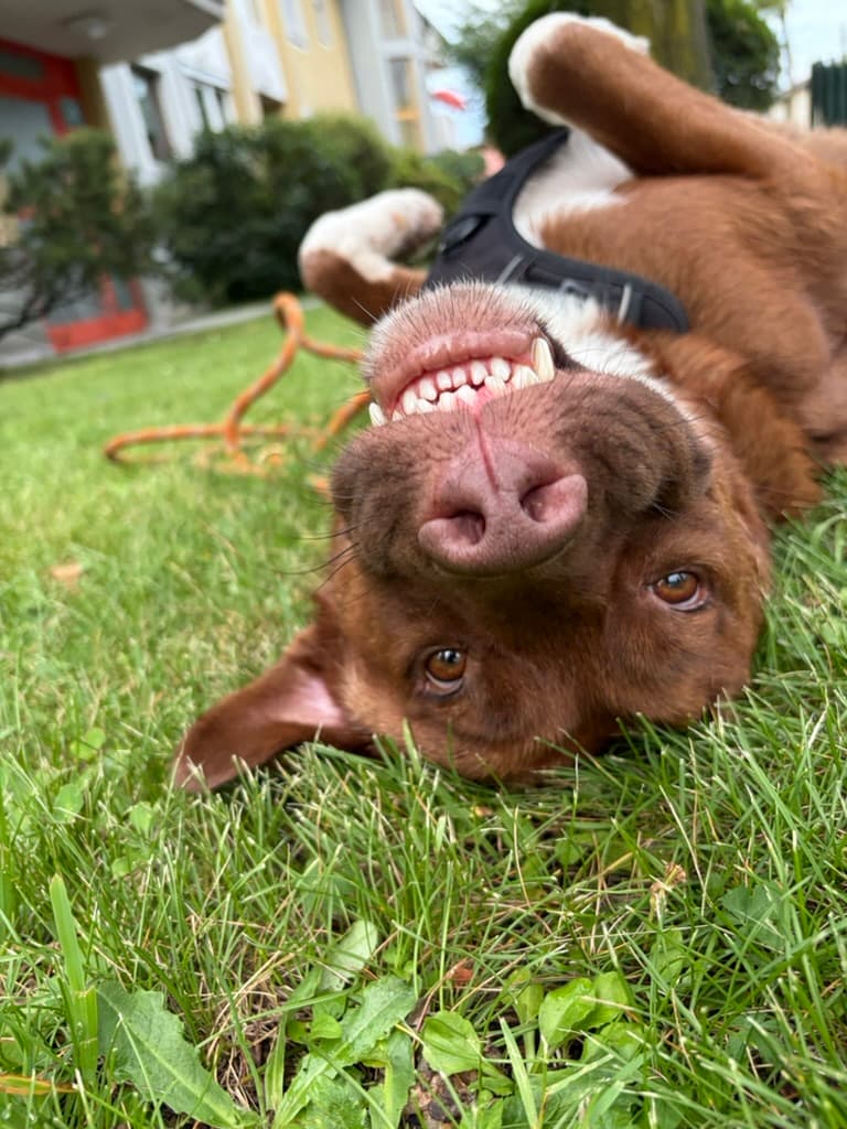 Choci, the dog who inspired DidWeFeed